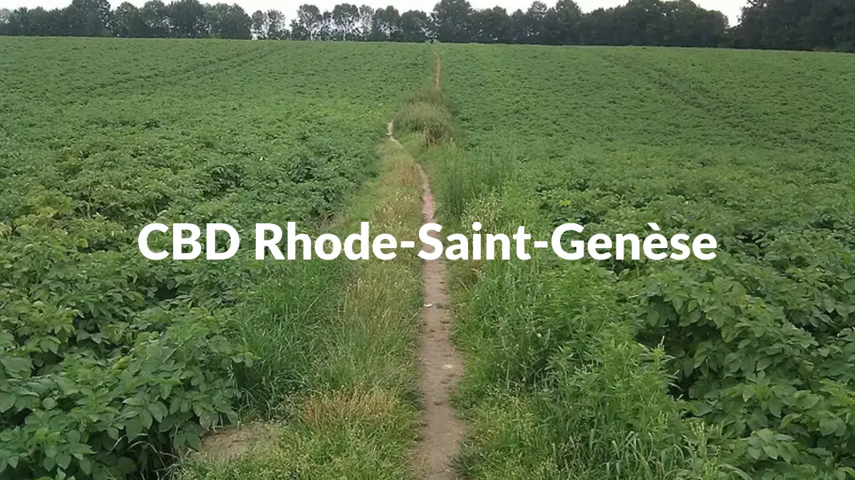 CBD Rhode-Saint-Genèse - Acheter du CBD à Rhode-Saint-Genèse
