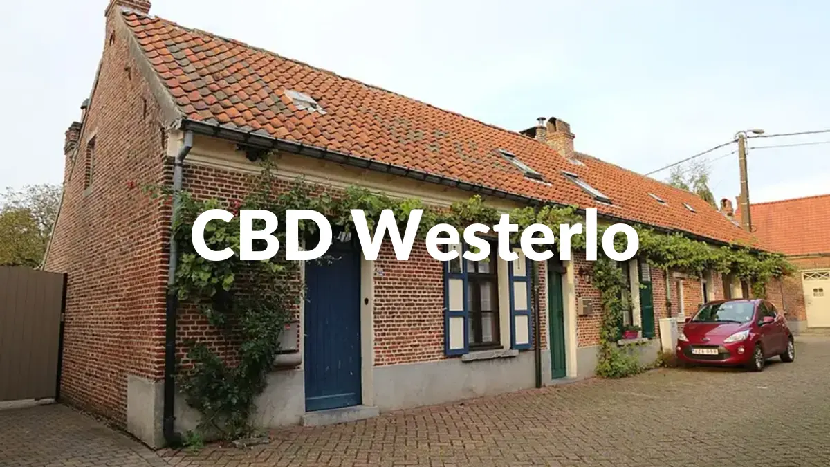 CBD Westerlo - Acheter du CBD à Westerlo